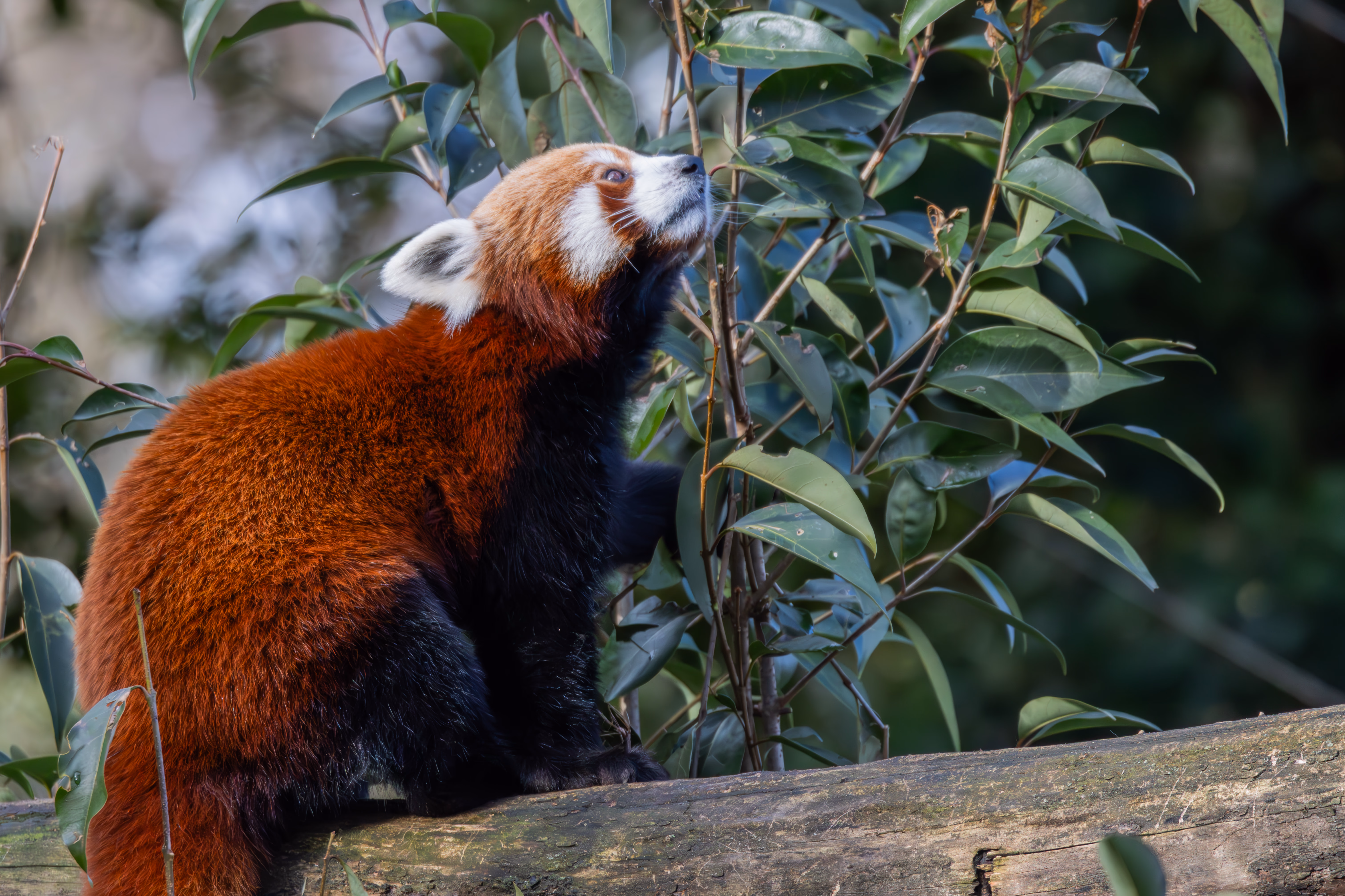 photographie prise au zoo de Mulhouse